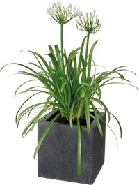 Afrikaanse Lelie (Agapanthus Africanus 'Amourette White') D 17 H 70 Cm
