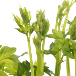 Gebroken Hartje (Dicentra Spectabile 'Pink') D 17 H 40 Cm 6 Gebroken Hartje (Dicentra Spectabile 'Pink') D 17 H 40 Cm -Tuin Planten Winkel 8717263070177 2