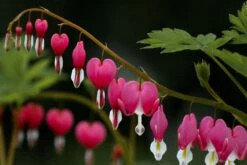 Gebroken Hartje (Dicentra Spectabile 'Pink') D 17 H 40 Cm 7 Gebroken Hartje (Dicentra Spectabile 'Pink') D 17 H 40 Cm -Tuin Planten Winkel 8717263070177 3
