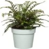 Mannetjesvaren (Dryopteris Affinis) D 17 H 35 Cm -Tuin Planten Winkel 8717263070344