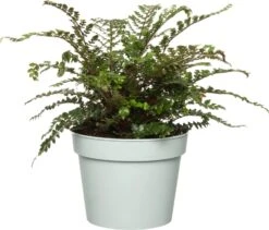 Mannetjesvaren (Dryopteris Affinis) D 17 H 35 Cm