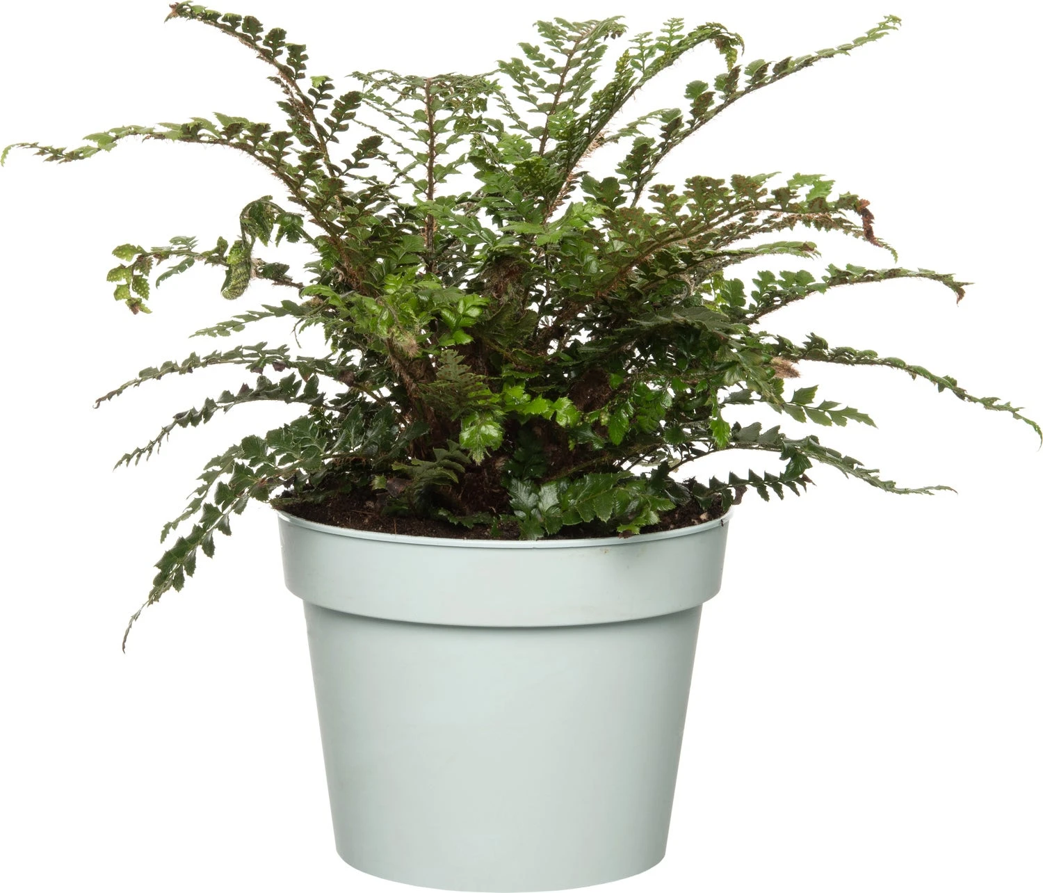 Mannetjesvaren (Dryopteris Affinis) D 17 H 35 Cm 3 Mannetjesvaren (Dryopteris Affinis) D 17 H 35 Cm