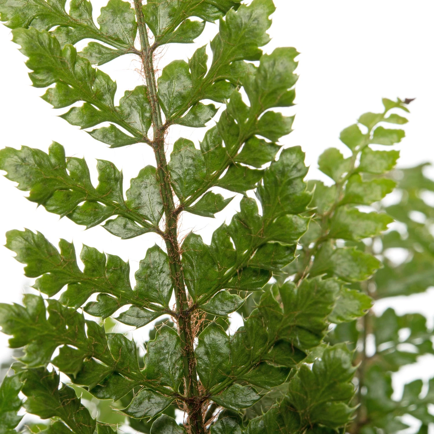 Mannetjesvaren (Dryopteris Affinis) D 17 H 35 Cm 4 Mannetjesvaren (Dryopteris Affinis) D 17 H 35 Cm - Afbeelding 2