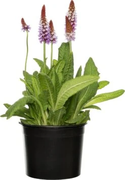 Orchideeënprimula (Primula Vialii) D 19 H 25 Cm