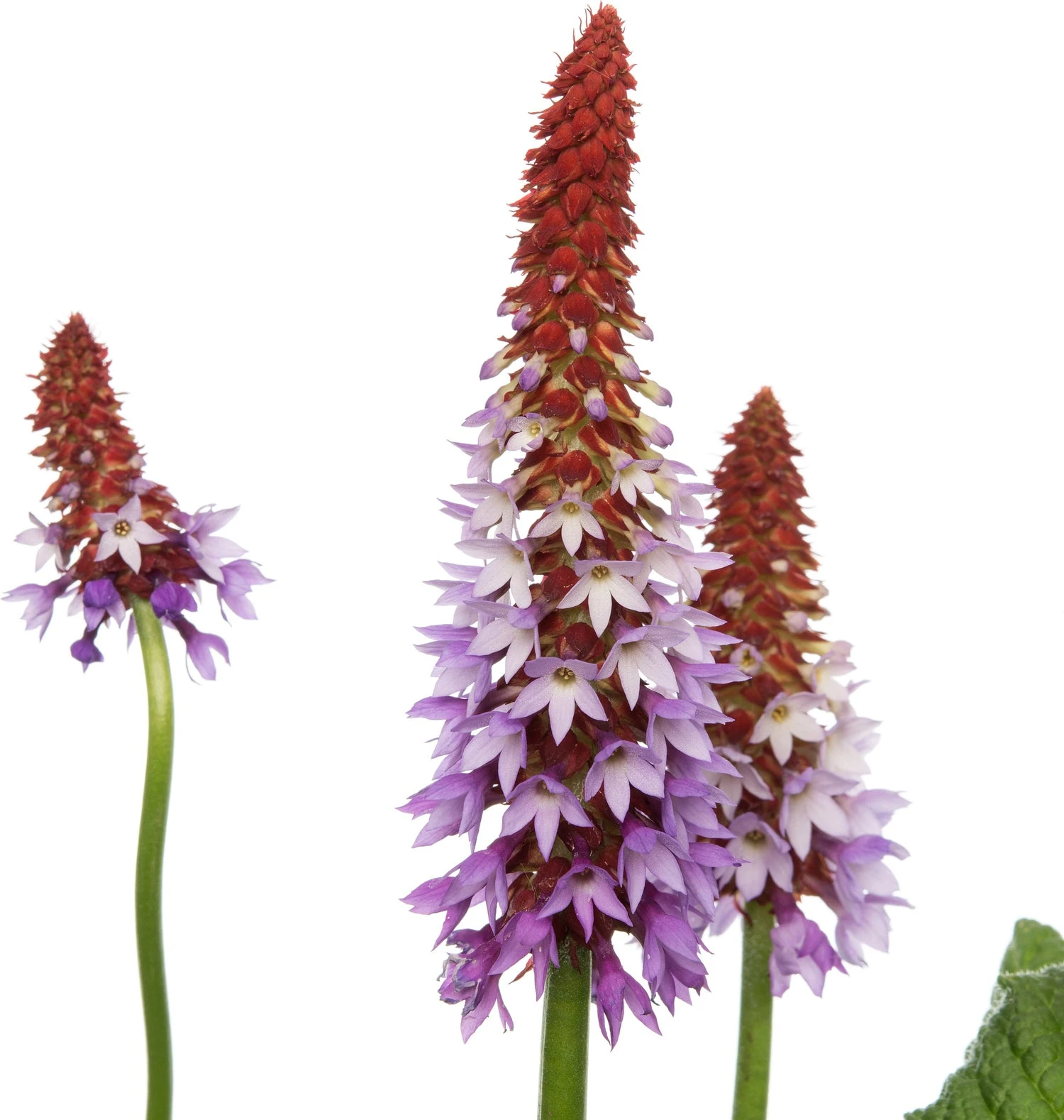 Orchideeënprimula (Primula Vialii) D 19 H 25 Cm 4 Orchideeënprimula (Primula Vialii) D 19 H 25 Cm - Afbeelding 2