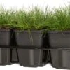 Blauwgras (Festuca Gautieri 'Pic Carlet') D 9 H 10 Cm -Tuin Planten Winkel 8717263074922 3 1