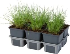 Blauwgras XL (Festuca Glauca 'Zwergenkoning') D 9 H 10 Cm