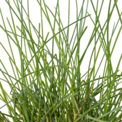 Blauwgras XL (Festuca Glauca 'Zwergenkoning') D 9 H 10 Cm -Tuin Planten Winkel 8717263074939 2 1
