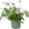 Duifkruid (Scabiosa Colombaria 'Pink Mist') D 17 H 30 Cm -Tuin Planten Winkel 8717263076551