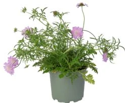 Duifkruid (Scabiosa Colombaria 'Pink Mist') D 17 H 30 Cm