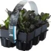 Zenegroen (Ajuga Reptans 'Atropurpurea') Sixpack D 9 H 10 Cm