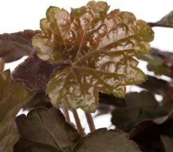 Purperklokje (Heuchera Micrantha 'Palace Purple') Sixpack D 9 H 15 Cm -Tuin Planten Winkel 8717263083115 2 1