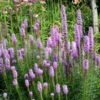 Lampenpoetser (Liatris Spicata 'Kobold') D 23 H 50 Cm -Tuin Planten Winkel 8717263083641 3 1