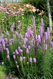 Lampenpoetser (Liatris Spicata 'Kobold') D 23 H 50 Cm 3 Lampenpoetser (Liatris Spicata 'Kobold') D 23 H 50 Cm