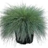 Blauwgras (Festuca Glauca 'Intense Blue') D 17 H 35 Cm -Tuin Planten Winkel 8717263084488 0