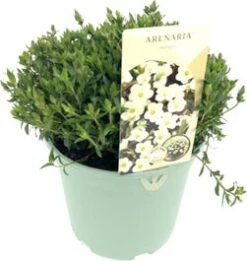 Bergzandkruid (Arenaria Montana) D 17 H 25 Cm