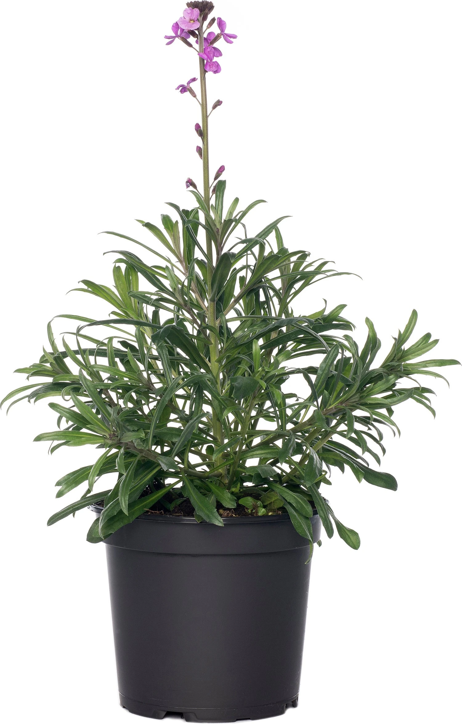 Muurbloem (Erysimum 'Bowles Mauve') D 17 H 35 Cm 3 Muurbloem (Erysimum 'Bowles Mauve') D 17 H 35 Cm