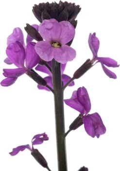 Muurbloem (Erysimum 'Bowles Mauve') D 17 H 35 Cm 5 Muurbloem (Erysimum 'Bowles Mauve') D 17 H 35 Cm -Tuin Planten Winkel 8717263086307 2