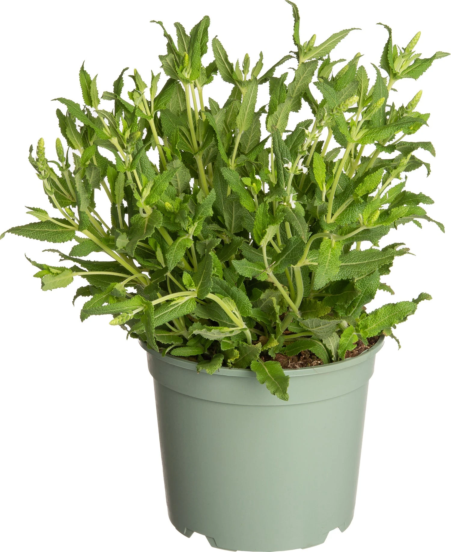 Siersalie (Salvia Nemorosa 'Schneehügel') D 17 H 20 Cm 3 Siersalie (Salvia Nemorosa 'Schneehügel') D 17 H 20 Cm