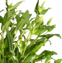 Siersalie (Salvia Nemorosa 'Schneehügel') D 17 H 20 Cm 5 Siersalie (Salvia Nemorosa 'Schneehügel') D 17 H 20 Cm -Tuin Planten Winkel 8717263086468 2