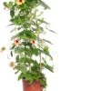 Suzanne-met-de-mooie-ogen (Thunbergia Alata 'Suzie Yellow With Eye') D 17 H 80 Cm -Tuin Planten Winkel 8717263096597 2 1