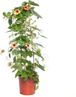 Suzanne-met-de-mooie-ogen (Thunbergia Alata 'Suzie Yellow With Eye') D 17 H 80 Cm