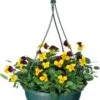 Hoornviool In Hangpot (Viola Cornuta) D 23 H 35 Cm -Tuin Planten Winkel 8717263096801