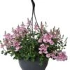 Diascia In Hangpot (Diascia 'Flying Colors Rose Upright') D 23 H 35 Cm 2 Diascia In Hangpot (Diascia 'Flying Colors Rose Upright') D 23 H 35 Cm -Tuin Planten Winkel 8717263097662