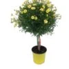 Struikmargriet Op Stam (Argyranthemum Frutescens) Geel D 14 H 40 Cm -Tuin Planten Winkel 8717263142874