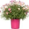Struikmargriet (Argyranthemum Frutescens) Roze D 14 H 25 Cm -Tuin Planten Winkel 8717263144687