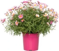 Struikmargriet (Argyranthemum Frutescens) Roze D 14 H 25 Cm