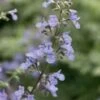 Kattenkruid (Nepeta (F) 'Walkers Low') -Tuin Planten Winkel 8717263151746