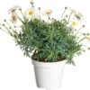Struikmargriet (Argyranthemum Frutescens) Wit D 14 H 25 Cm -Tuin Planten Winkel 8717263218234