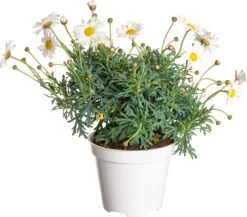 Struikmargriet (Argyranthemum Frutescens) Wit D 14 H 25 Cm