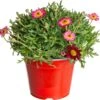 Struikmargriet (Argyranthemum Frutescens) Rood D 14 H 25 Cm -Tuin Planten Winkel 8717263218265