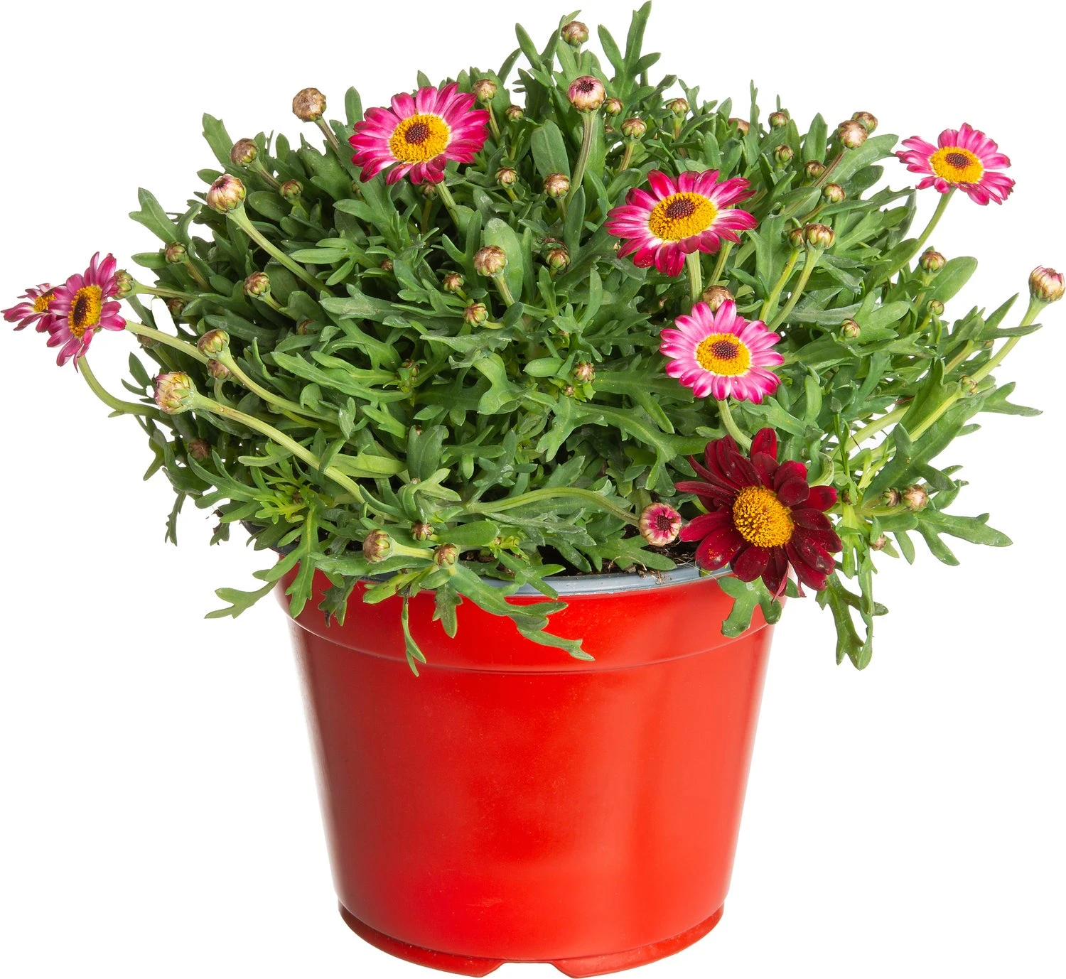 Struikmargriet (Argyranthemum Frutescens) Rood D 14 H 25 Cm 3 Struikmargriet (Argyranthemum Frutescens) Rood D 14 H 25 Cm