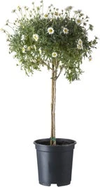 Struikmargriet Op Stam (Argyranthemum Frutescens) D 14 H 40 Cm