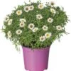 Struikmargriet (Argyranthemum Frutescens) D 18 H 50 Cm -Tuin Planten Winkel 8717263218302