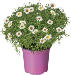 Struikmargriet (Argyranthemum Frutescens) D 18 H 50 Cm