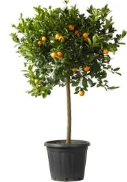 Mandarijn (Citrus Sinensis 'Calamondin') D 35 H 120 Cm 3 Mandarijn (Citrus Sinensis 'Calamondin') D 35 H 120 Cm