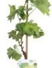 Biologische Pitloze Witte Druif (Vitis Vinifera Centennial Seedless') D 19 H 55 Cm 2 Biologische Pitloze Witte Druif (Vitis Vinifera Centennial Seedless') D 19 H 55 Cm -Tuin Planten Winkel 8717263228684 1