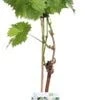 Biologische Blauwe Druif (Vitis Vinifera 'Mitschurinski') D 19 H 55 Cm
