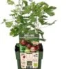 Intratuin Biologische Kruisbes (Ribes Uva Crispa 'Easycrisp Lady Late') D 13 H 45 Cm -Tuin Planten Winkel 8717263228769