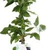 Doornloze Braam (Rubus Fruticosus 'Black Satin') D 19 H 55 Cm -Tuin Planten Winkel 8717263228783 1