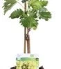 Biologische Pitloze Witte Druif (Vitis Vinifera 'Lakemont') D 19 H 55 Cm -Tuin Planten Winkel 8717263228790 1