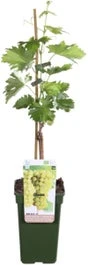 Biologische Pitloze Witte Druif (Vitis Vinifera 'Lakemont') D 19 H 55 Cm