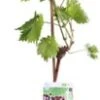 Blauwe Druif (Vitis Vinifera 'Regent') D 19 H 55 Cm -Tuin Planten Winkel 8717263228806 1