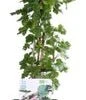 Intratuin Biologische Kruisbes (Ribes Uva Crispa 'Captivator') D 19 H 55 Cm 2 Intratuin Biologische Kruisbes (Ribes Uva Crispa 'Captivator') D 19 H 55 Cm -Tuin Planten Winkel 8717263228813