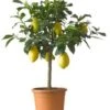 Citroenboom (Citrus 'Lemon') D 26 H 130 Cm 1 Citroenboom (Citrus 'Lemon') D 26 H 130 Cm -Tuin Planten Winkel 8717263243151 1