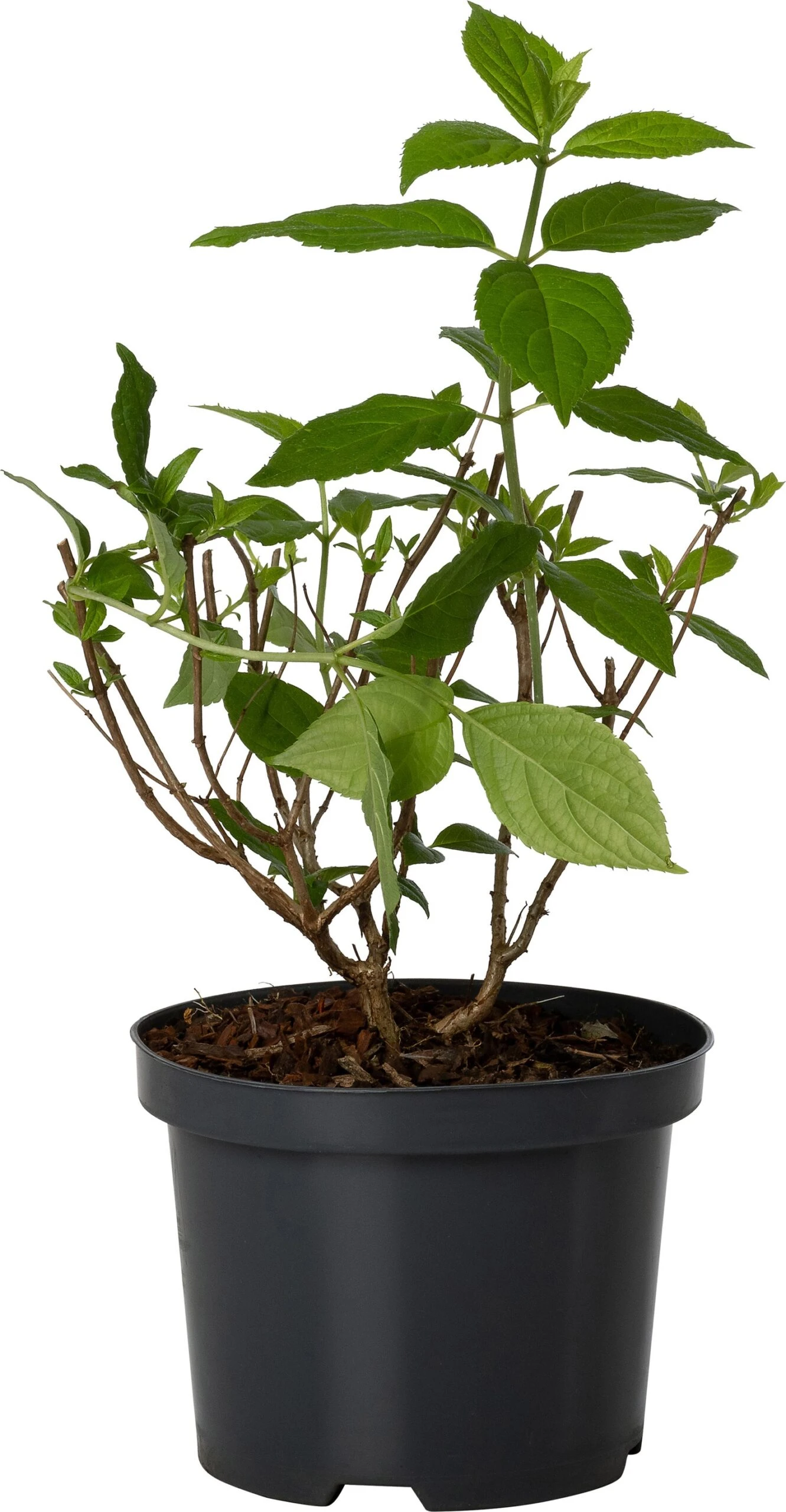 Pluimhortensia (Hydrangea Paniculata 'Silver Dollar') D 17 H 30 Cm 3 Pluimhortensia (Hydrangea Paniculata 'Silver Dollar') D 17 H 30 Cm